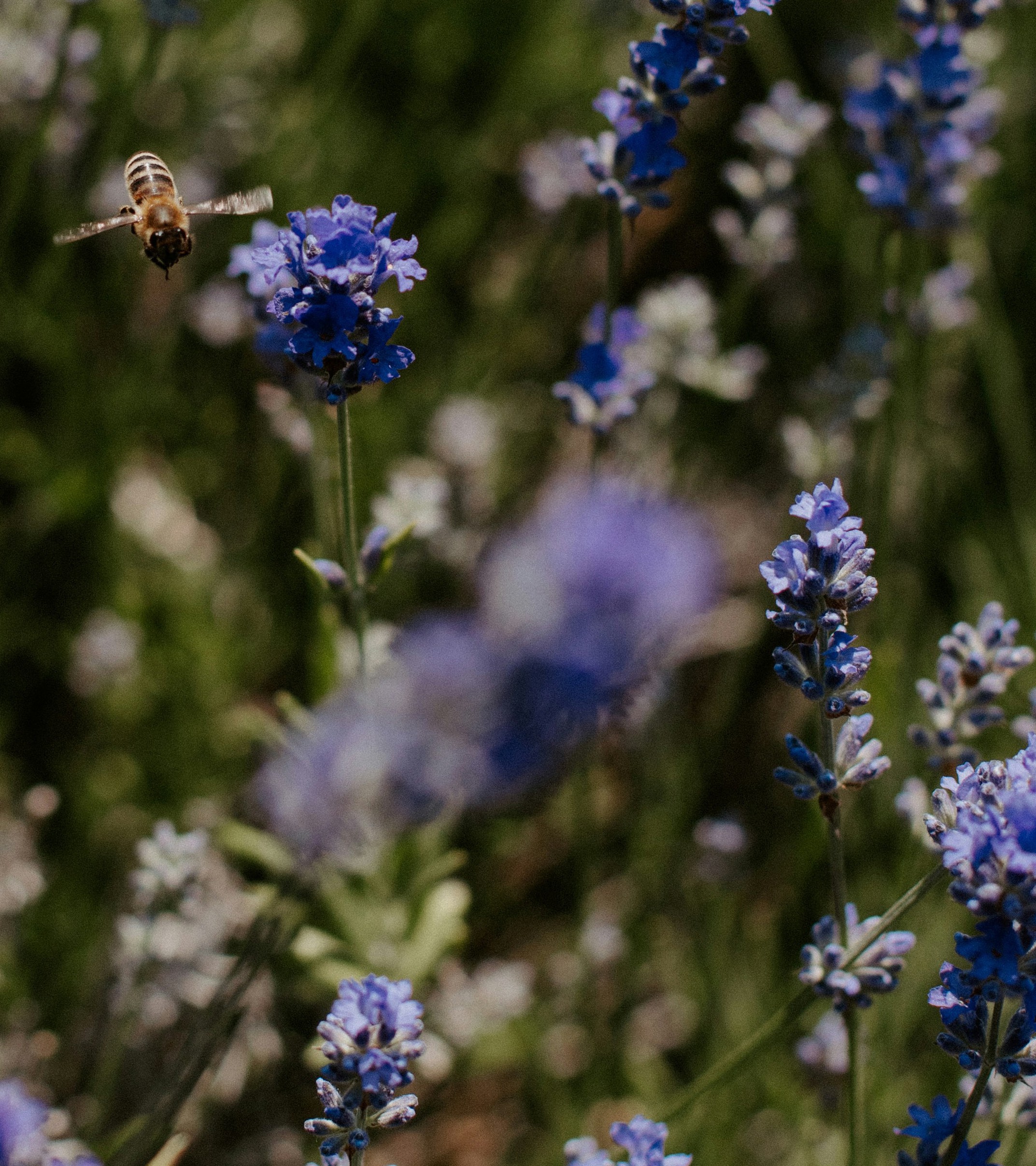 Honeybee approaching lavender in pollinator habitat