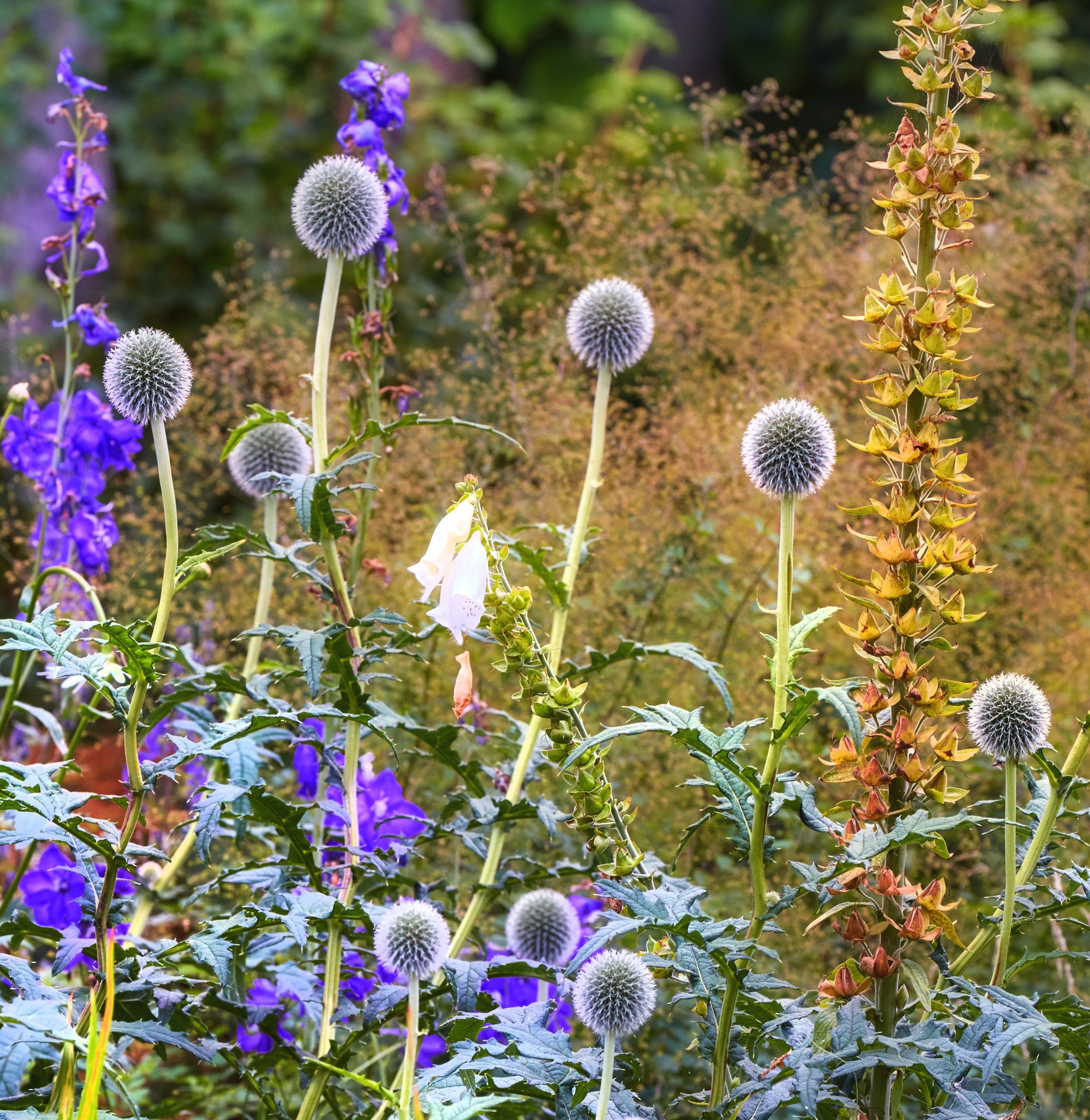 Globe thistle and delphiniums in native perennial planting showing ecological impact